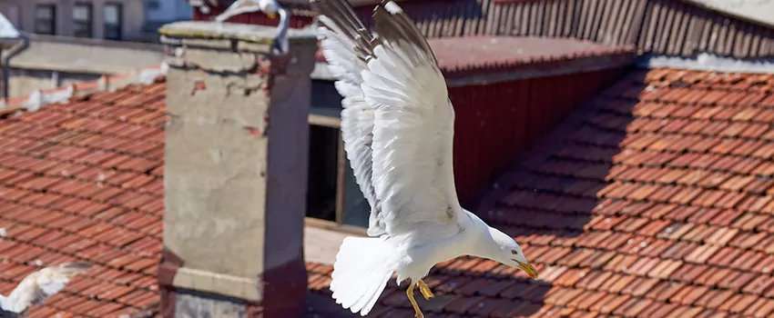 Residential Chimney Animal Removal Solution in Lompoc, CA